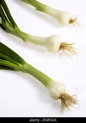 Oignon blanc (Allium cesp), légume sur fond blanc Banque D'Images