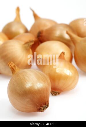 Les oignons français (allium cesp) ont appelé l'échalote sur fond blanc Banque D'Images