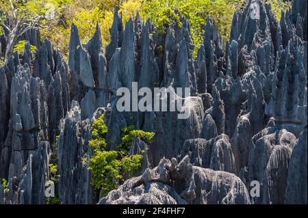 Paysage karstique, Parc national de Tsingy du Bemaraha, site classé au patrimoine mondial de l'UNESCO, Mahajanga, Madagascar Banque D'Images