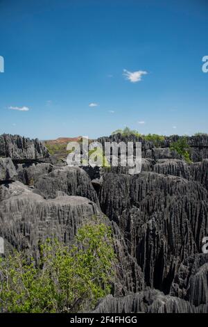 Paysage karstique, Parc national de Tsingy du Bemaraha, site classé au patrimoine mondial de l'UNESCO, Mahajanga, Madagascar Banque D'Images