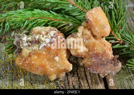 Résine d'épinette (Picea abies) Banque D'Images