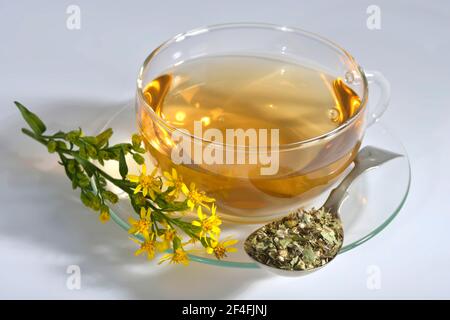 Tasse de thé à la verge dorée (Solidago virgaurea) Banque D'Images