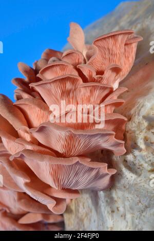 Champignon huître rose, champignon huître rose commun (Pleurotus salmoneo stramineus) (Pleurotus djamor) Banque D'Images