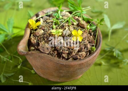 Racines séchées de Potentilla erecta (Potentilla tormentilla) Banque D'Images