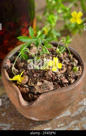 Racines séchées de Potentilla erecta (Potentilla tormentilla) Banque D'Images