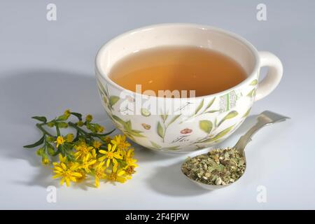 Tasse de thé à la verge dorée (Solidago virgaurea) Banque D'Images