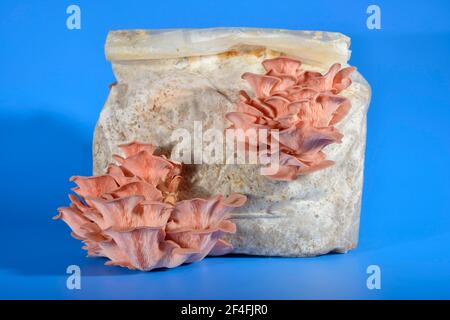 Champignon huître rose, champignon huître rose commun (Pleurotus salmoneo stramineus) (Pleurotus djamor) Banque D'Images