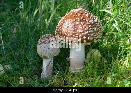 Mouche royale agarique (Amanita regalis) Banque D'Images