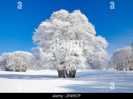 Grand hêtre recouvert de neige profonde sous ciel bleu à Neuchâtel Jura, Suisse Banque D'Images