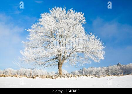 Tilleul neigeux près de Couvent dans la Valle de traverse, Neuchâtel Jura, Suisse Banque D'Images