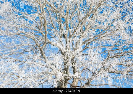 Tilleul neigeux près de Couvent dans la Valle de traverse, Neuchâtel Jura, Suisse Banque D'Images