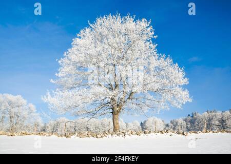 Tilleul neigeux près de Couvent dans la Valle de traverse, Neuchâtel Jura, Suisse Banque D'Images