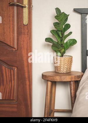 Plante d'origine Ficus lyrata dans un pot de paille sur tabouret de bois à côté du lit. Intérieur moderne et minimaliste Banque D'Images