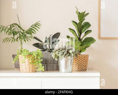 Diverses plantes d'intérieur dans des pots sur une poitrine blanche de tiroirs contre mur blanc Banque D'Images