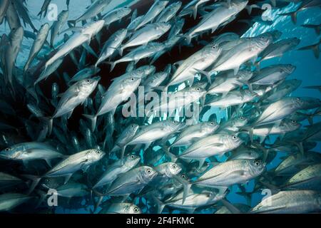 Shoal de l'aiguillat commun (Caranx sexfasciatus), Grande barrière de corail, Australie Banque D'Images