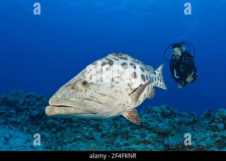 Plongeur et mérou de pommes de terre (Epinephelus tukula), trou de morue, Grande barrière de corail, Australie Banque D'Images