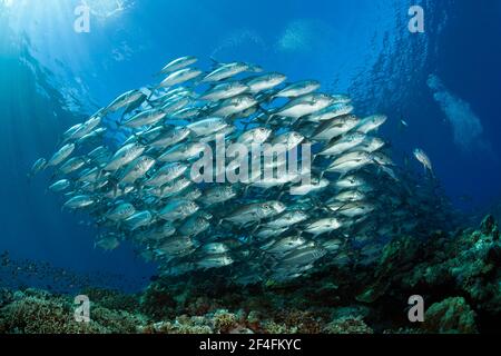 Shoal de l'aiguillat commun (Caranx sexfasciatus), île Mary, Îles Salomon Banque D'Images