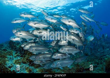 Shoal de l'aiguillat commun (Caranx sexfasciatus), île Mary, Îles Salomon Banque D'Images