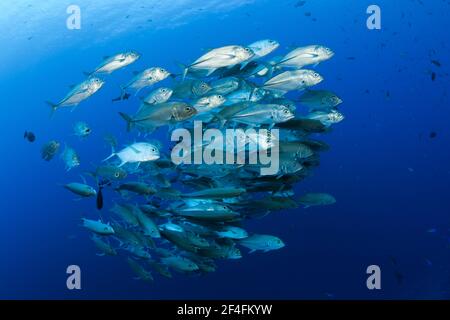 Shoal de l'aiguillat commun (Caranx sexfasciatus), île Mary, Îles Salomon Banque D'Images