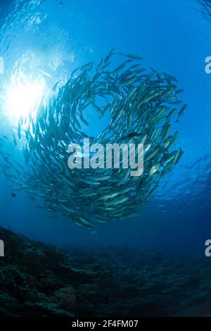 Shoal de l'aiguillat commun (Caranx sexfasciatus), île Mary, Îles Salomon Banque D'Images