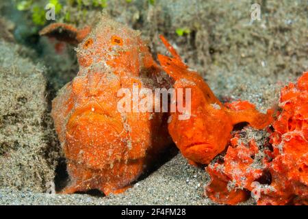 Paire de grenouille à pois ronds d'orange (Antennarius pictus), Ambon, Moluques, Indonésie Banque D'Images