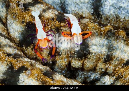 Paire de crevettes Empereur (Periclimenes imperator), Ambon, Moluques, Indonésie Banque D'Images