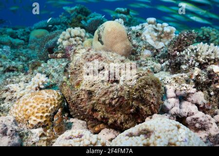 Corégone de récif (Synanceia verrucosa), Osprey Reeff, Mer de Corail, Australie Banque D'Images