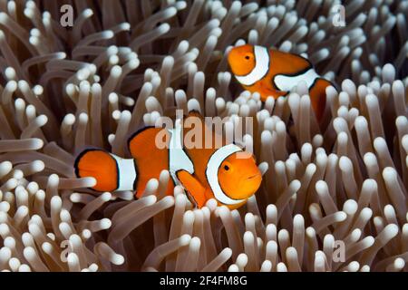 Véritable anemoncorégone de clown (Amphiprion percula), récif d'Osprey, Mer de Corail, Australie Banque D'Images