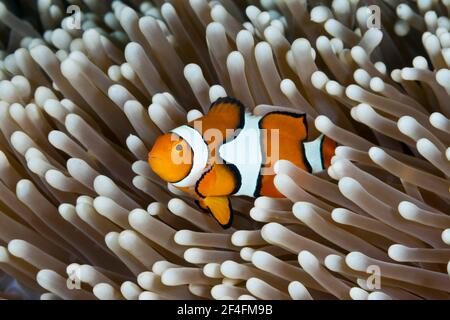 Véritable anemoncorégone de clown (Amphiprion percula), Grande barrière de corail, Australie Banque D'Images