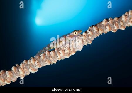 Whip corail nain goby (Bryaninops) youngei, lagon de Marovo, Îles Salomon Banque D'Images