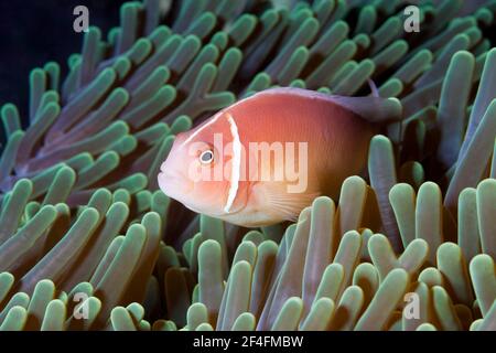 Poisson-clownfish à mouffette rose (Amphiprion perideraion), Îles de Floride, Îles Salomon Banque D'Images