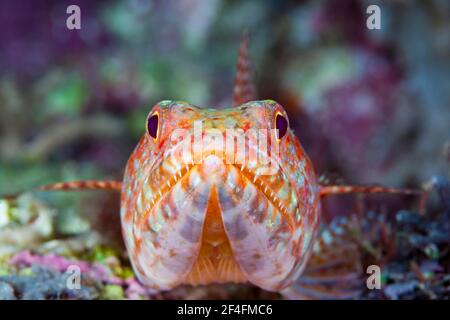 Lézardfish (Synodus variegatus), lagune de Marovo, Îles Salomon Banque D'Images