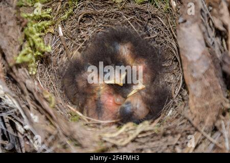 Le robin européen (erithacus rubecula) poussins dans le nid, Basse-Saxe, Allemagne Banque D'Images