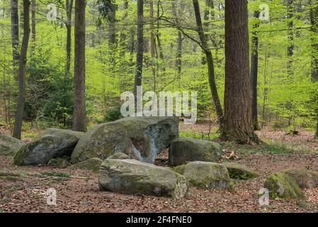 Forêt de hêtre, Dammer Berge, Grossteingrab, Comté de Vechta, Oldenburger Muensterland, Basse-Saxe, Allemagne Banque D'Images