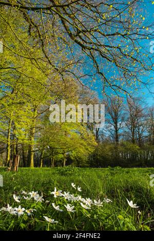 Anémones en bois (Anemone nemorosa) Burgwald, Hopen, Lohne, Oldenburger Muensterland, Basse-Saxe, Allemagne Banque D'Images