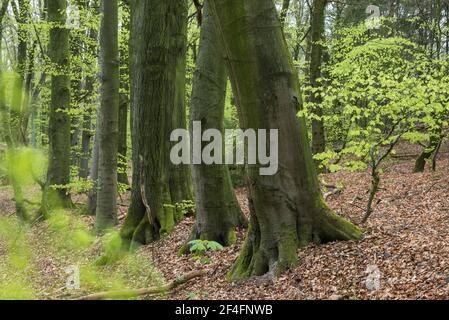 Forêt de hêtre, Dammer Berge, Comté de Vechta, Oldenburger Muensterland, Basse-Saxe, Allemagne Banque D'Images