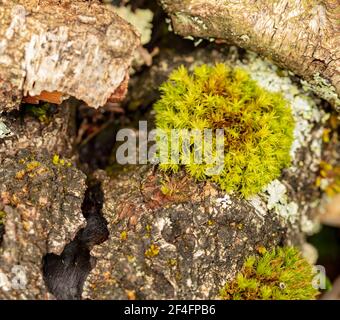 Résumé naturel coloré de lichen et de mousse sur les branches Banque D'Images