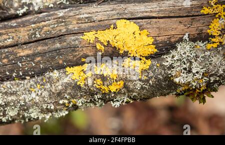 Résumé naturel coloré de lichen et de mousse sur les branches Banque D'Images