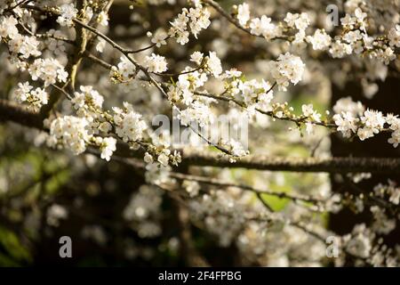 Blackthorne (Prunus spinosa), floraison au printemps, portrait naturel de la plante Banque D'Images