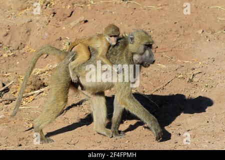 Chacma babuon (Papio ursinus), Kasane, rivière Chobe, parc national de la rivière Chobe, Botswana Banque D'Images