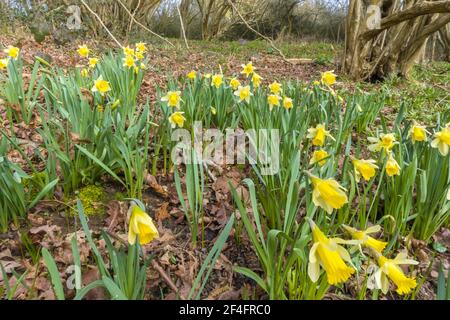 La jonquille (Narcissus pseudonarcissus sauvages) également connu sous le nom de Carême Lily croissant sur une réserve naturelle dans le Herefordshire UK campagne. Banque D'Images