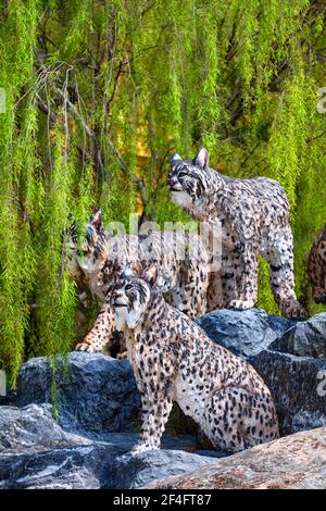 Pattaya, Thaïlande -​ 2 mai, 2019​: Statue Tiger zoo Valley​ dans le jardin de Nong Nooch​, touristes ​ voyageant à beautiful​ Garden​ dans le monde de the​, Pattaya, Banque D'Images