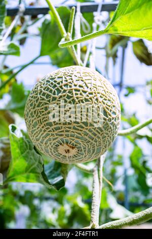 Melons frais ou melons verts ou melons de cantaloup plantes qui poussent en serre soutenues par des filets de melon à cordes. Banque D'Images