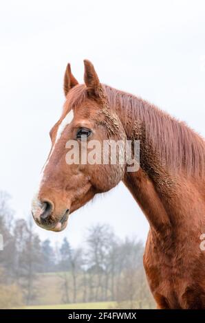 Cheval de race brune domestique (Equus ferus caballus) sur un pâturage dans la campagne à Westerwald, Rhénanie-Palatinat, Allemagne, Europe Banque D'Images