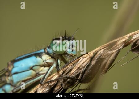 Gros plan d'une demi-mouche bleue une plante sèche avec fond vert clair Banque D'Images