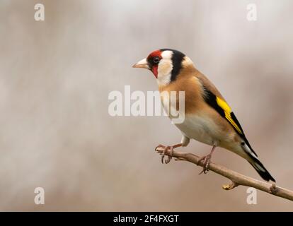 Goldfinch (Carduelis carduelis) perchée, Warwickshire Banque D'Images