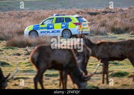 Une voiture de patrouille effectue une patrouille dans le parc Richmond, protégeant les cerfs et avertissant le public de garder leur distance et de ne pas effrayer les cerfs. Banque D'Images