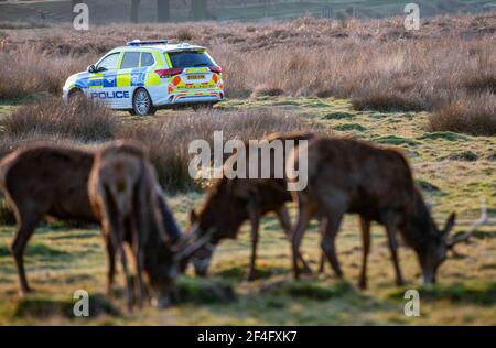 Une voiture de patrouille effectue une patrouille dans le parc Richmond, protégeant les cerfs et avertissant le public de garder leur distance et de ne pas effrayer les cerfs. Banque D'Images