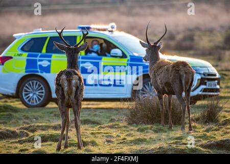 Une voiture de patrouille effectue une patrouille dans le parc Richmond, protégeant les cerfs et avertissant le public de garder leur distance et de ne pas effrayer les cerfs. Banque D'Images