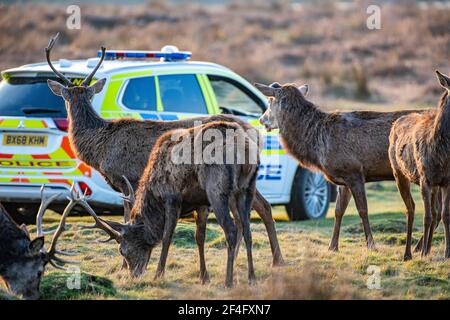 Une voiture de patrouille effectue une patrouille dans le parc Richmond, protégeant les cerfs et avertissant le public de garder leur distance et de ne pas effrayer les cerfs. Banque D'Images